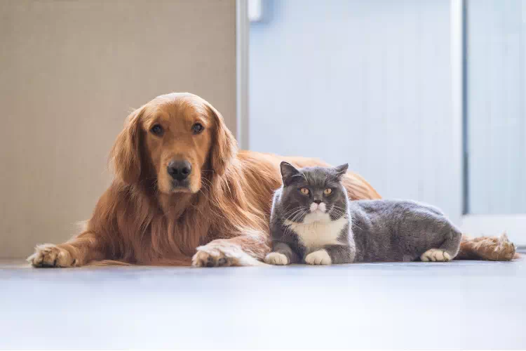 Animaux de maison