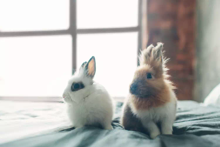 Deux lapins trop mignons